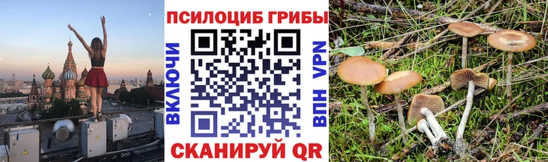 Псилоцибиновые грибы Cubensis  omg как войти  Камышлов 